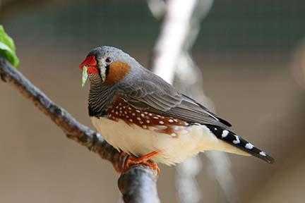 ZEBRA FINCHES FOR SALE.