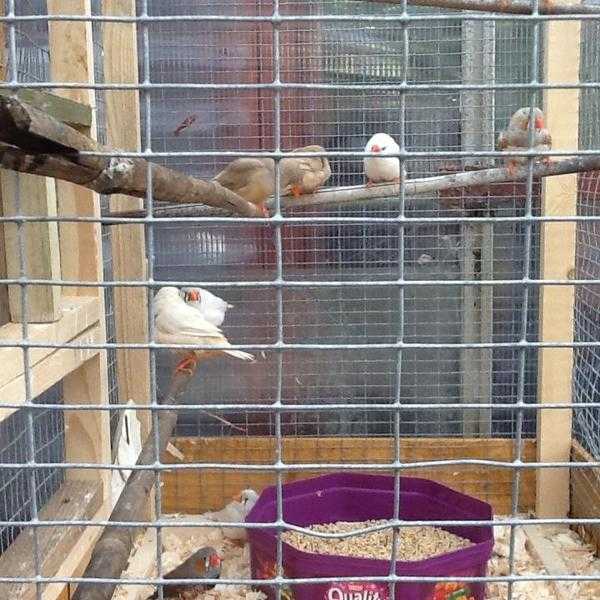 Zebra finches for sale