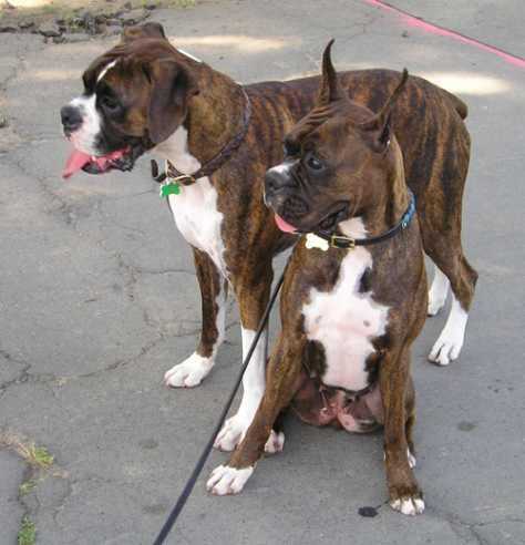 zoo attendant decides to give his three boxers for adoption