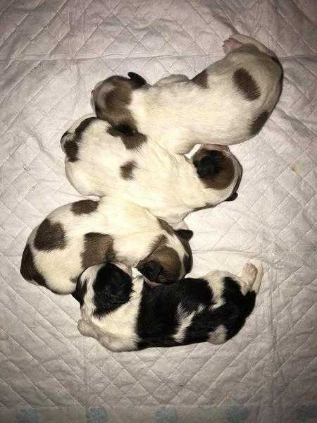 Zuchon Puppies