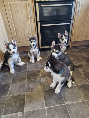 Husky puppies for sale Ready now