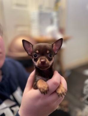 Beautiful Chihuahua puppy for sale