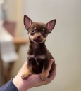 Beautiful Chihuahua puppy for sale