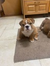 Beautiful Female English Bulldog 