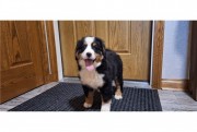 Adorable Bernese Mauntain dog puppies