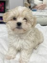 Beautiful Maltese Puppies