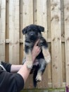 German shepherd puppies for sale