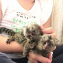 Pygmy Marmoset Monkey Available