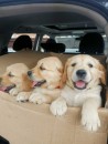 Adorable Golden Retriever Puppies for Sale 