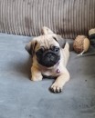  Beautiful pedigree pug puppy for sale 