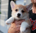 Pembroke welsh corgi puppies 