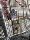 African Grey Parrot 